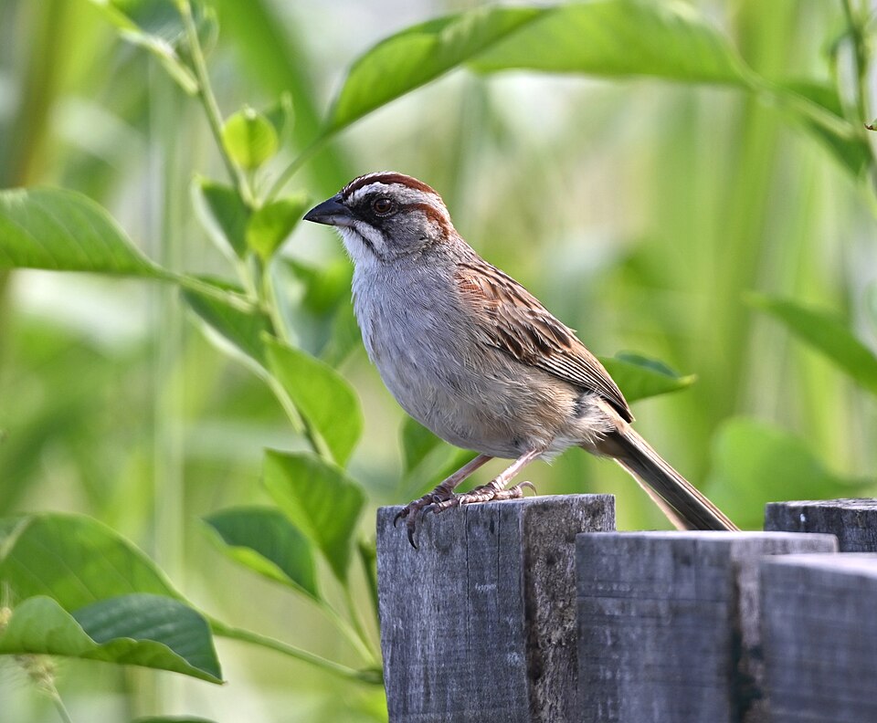Yungas Sparrow