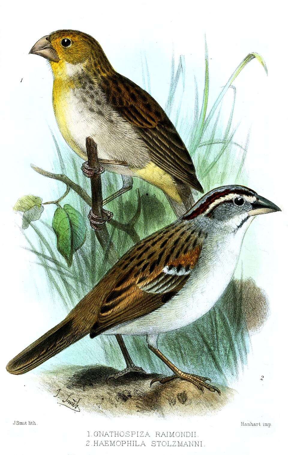 Tumbes Sparrow