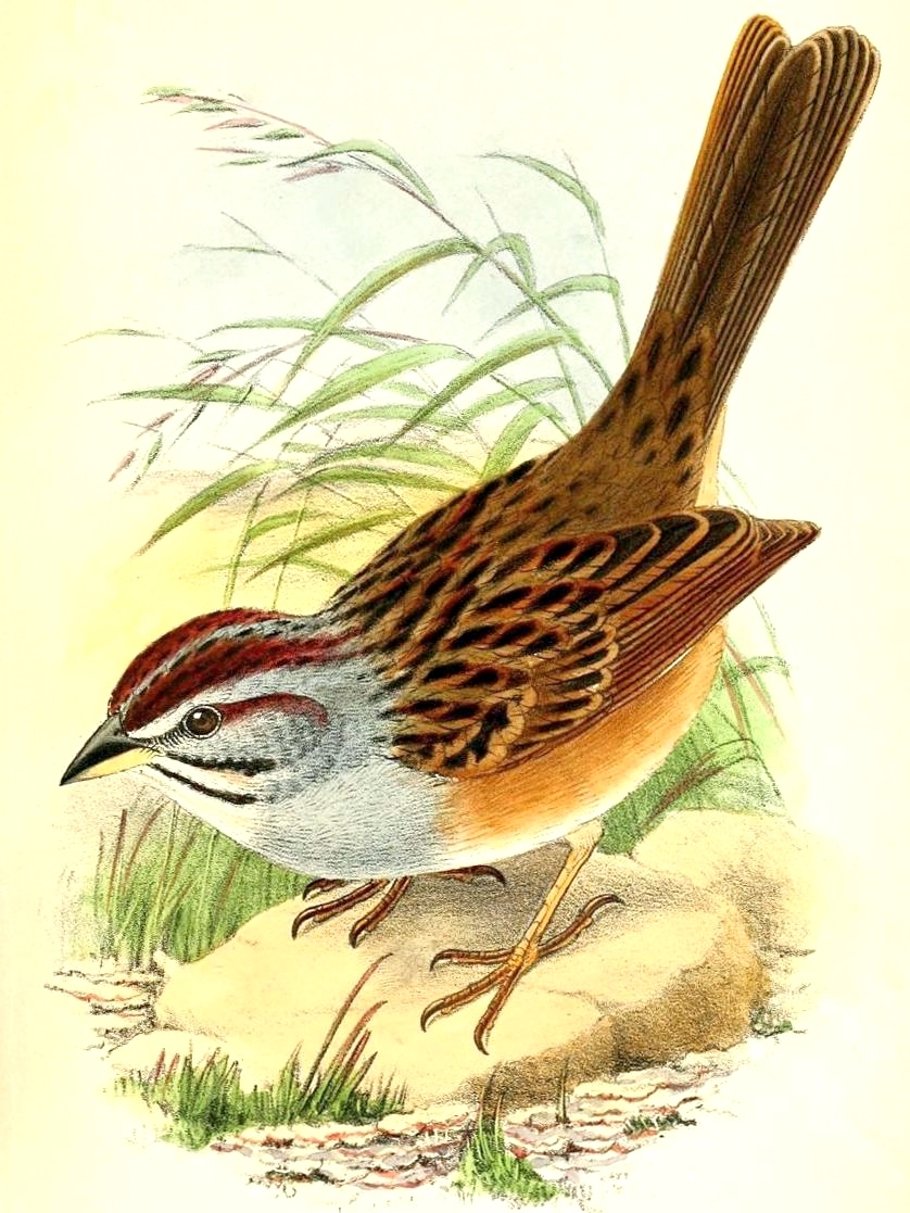 Chaco Sparrow