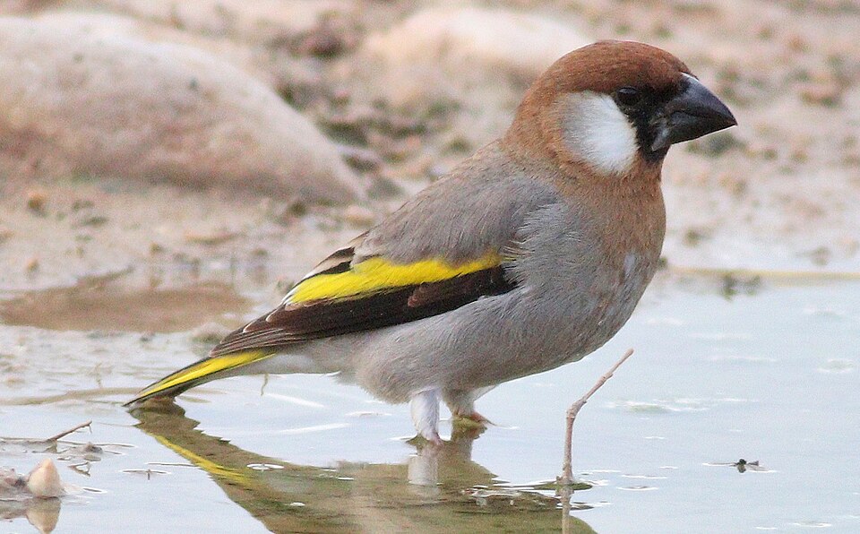 Arabian Golden-winged Grosbeak