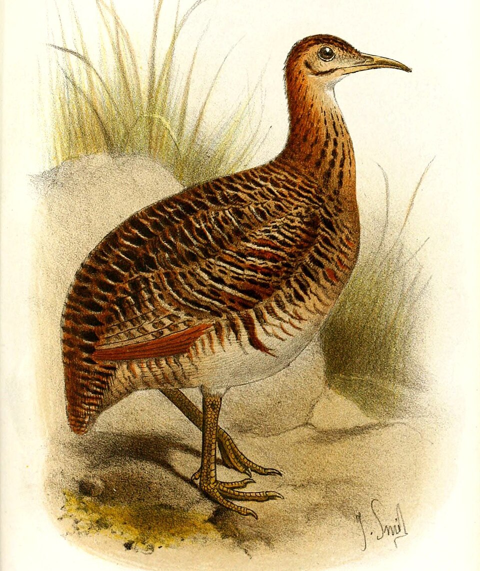 Huayco Tinamou
