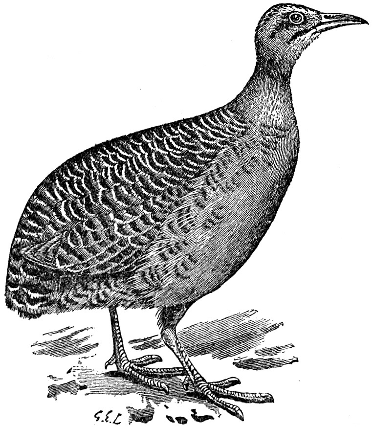 Red-winged Tinamou