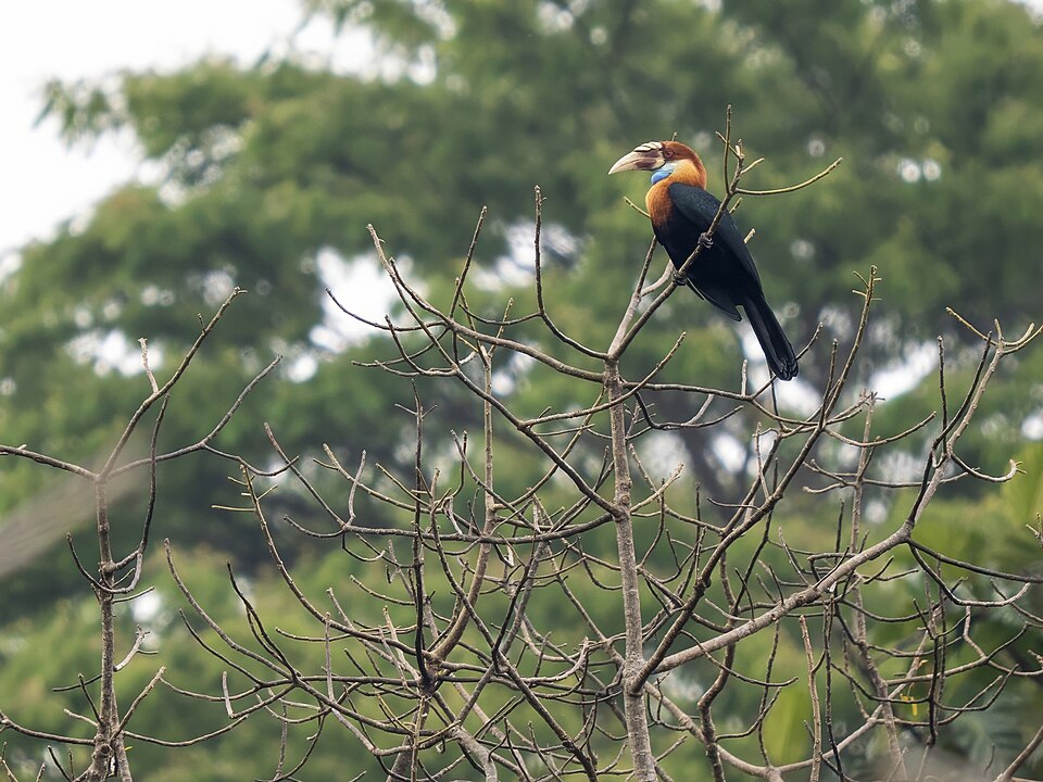 Sumba Hornbill