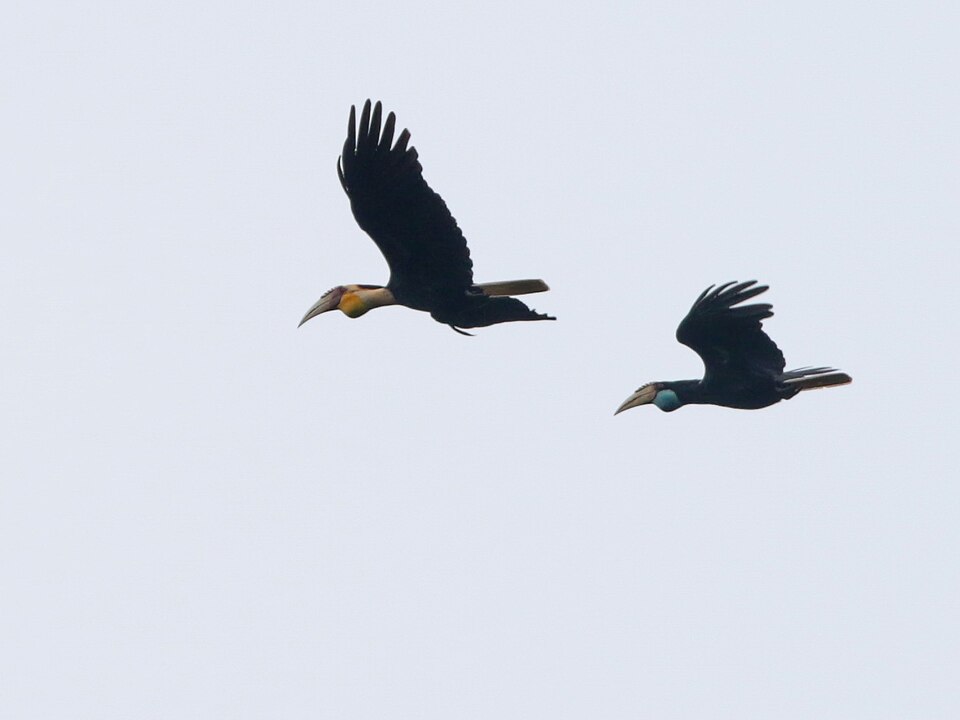 Plain-pouched Hornbill