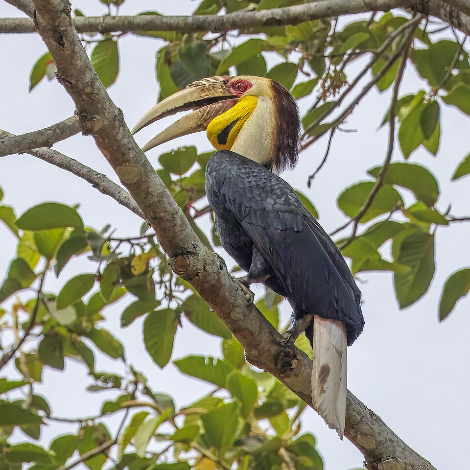 Wreathed Hornbill