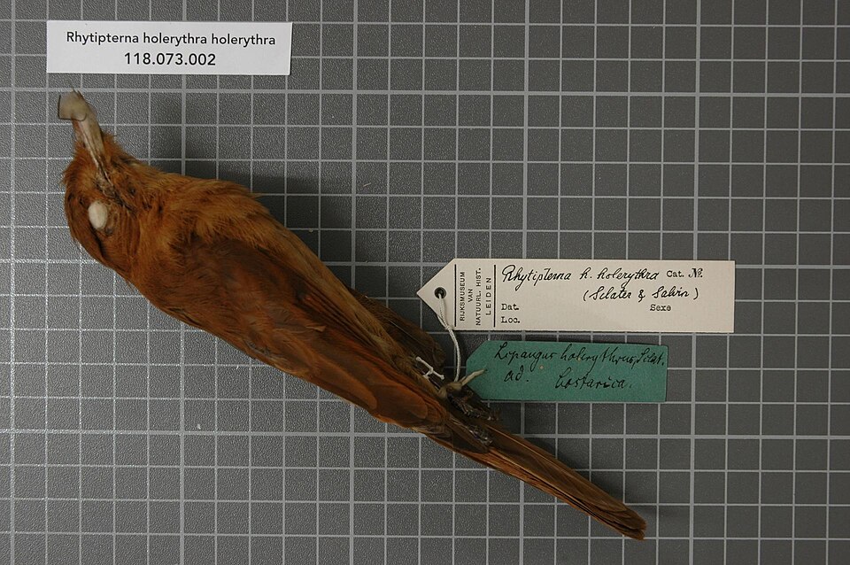 Rufous Mourner