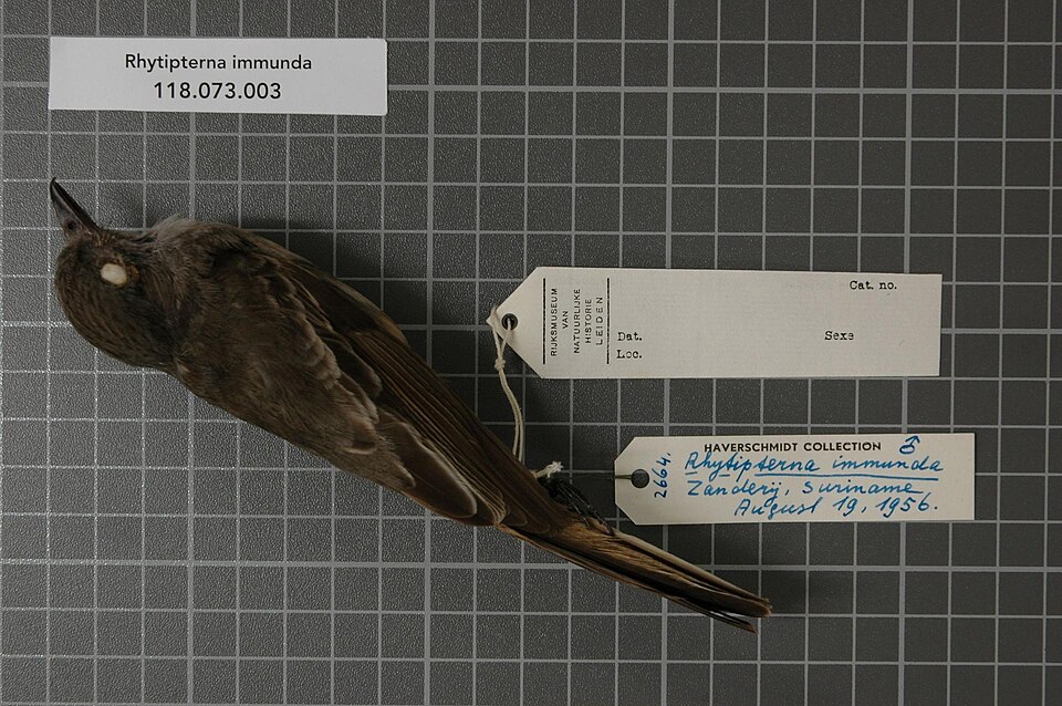 Pale-bellied Mourner