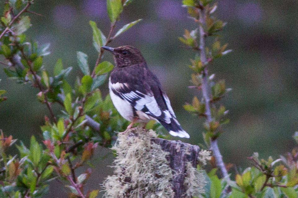Aztec Thrush