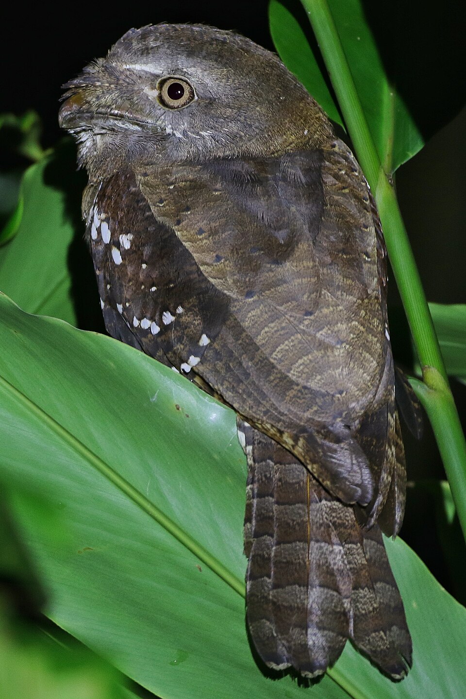 Solomons Frogmouth