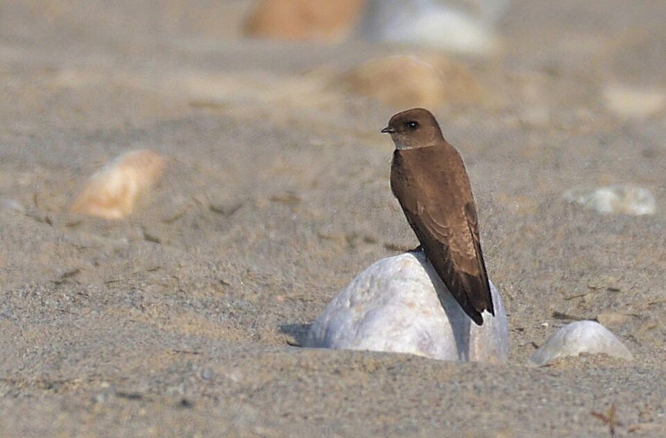 Grey-throated Martin