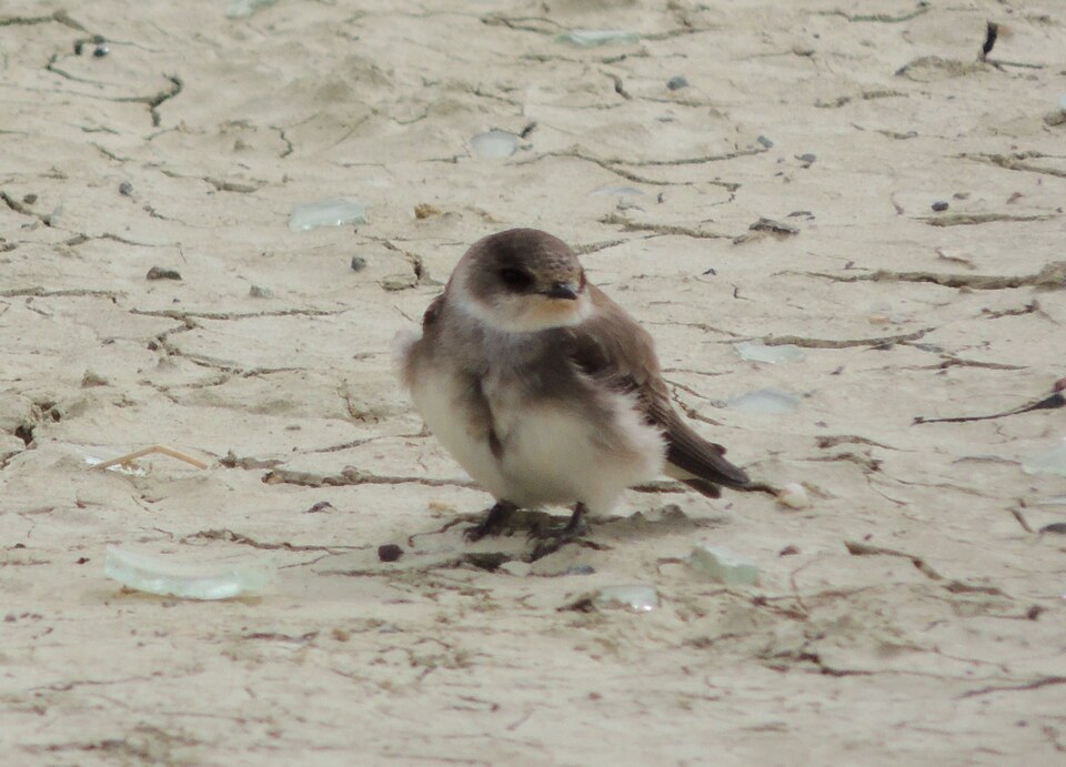 Pale Martin