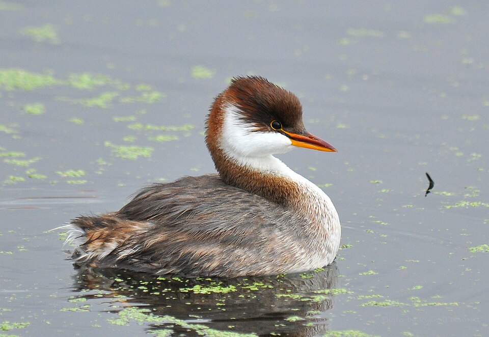 Titicaca Grebe