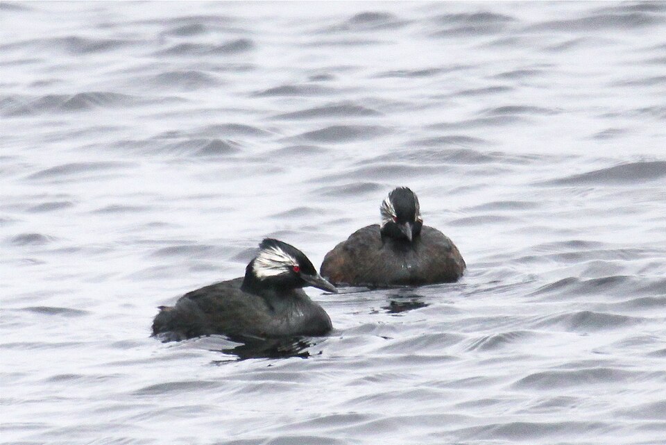 White-tufted Grebe