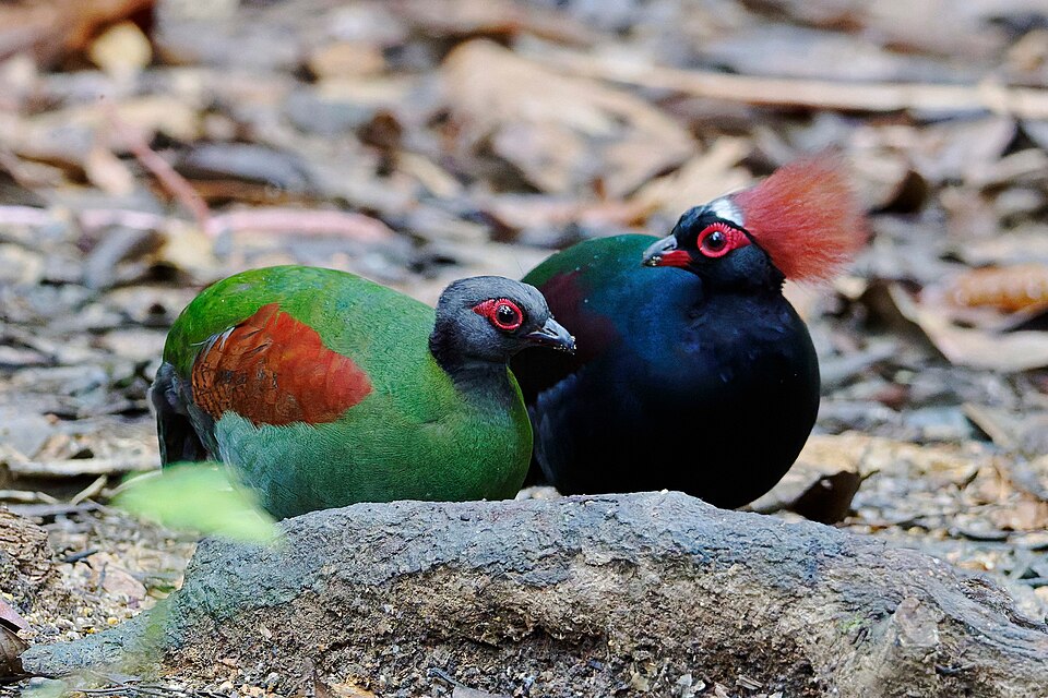 Crested Partridge