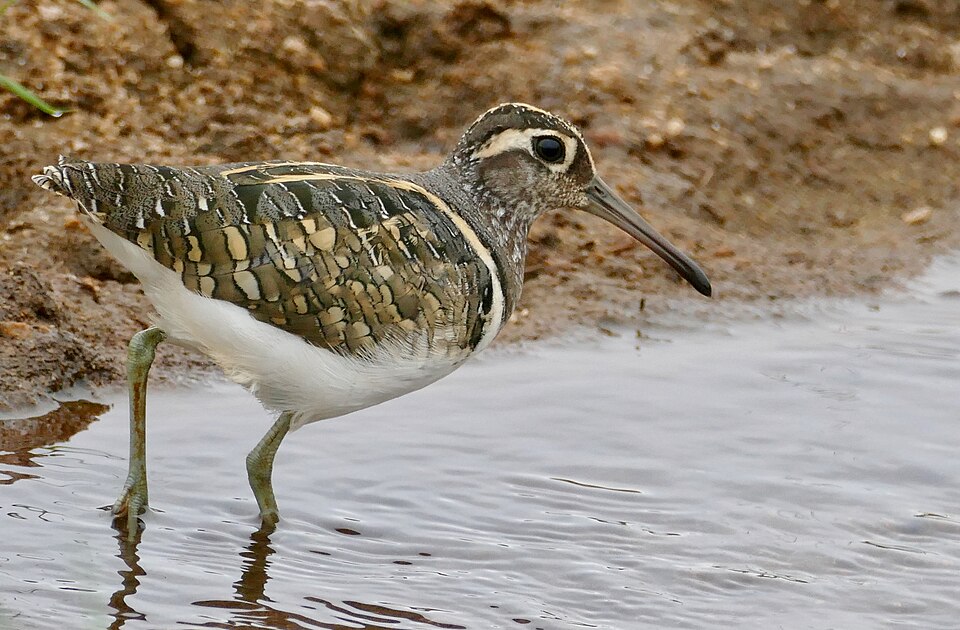 Greater Painted-snipe