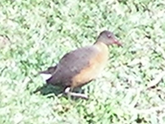 Rouget's Rail