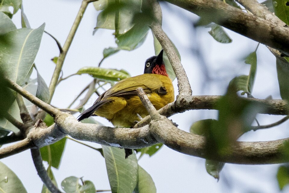 Ruby-throated Bulbul