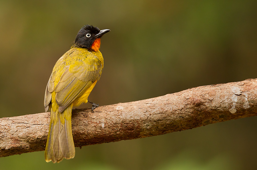 Flame-throated Bulbul