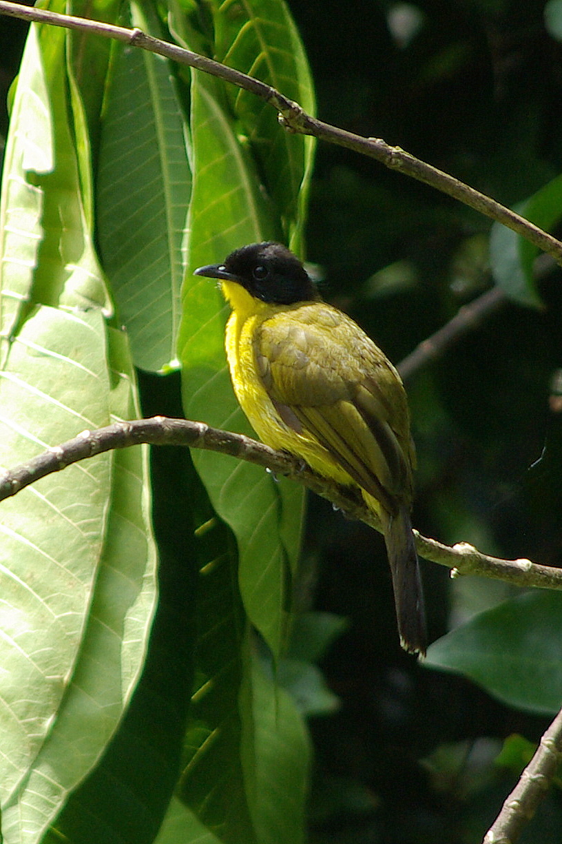 Black-capped Bulbul