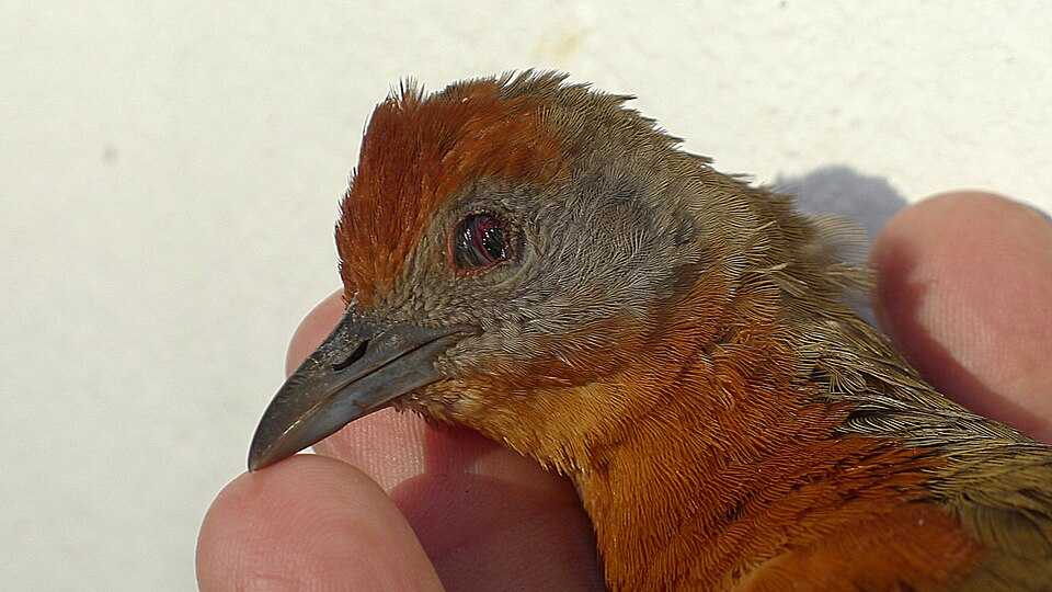 Russet-crowned Crake