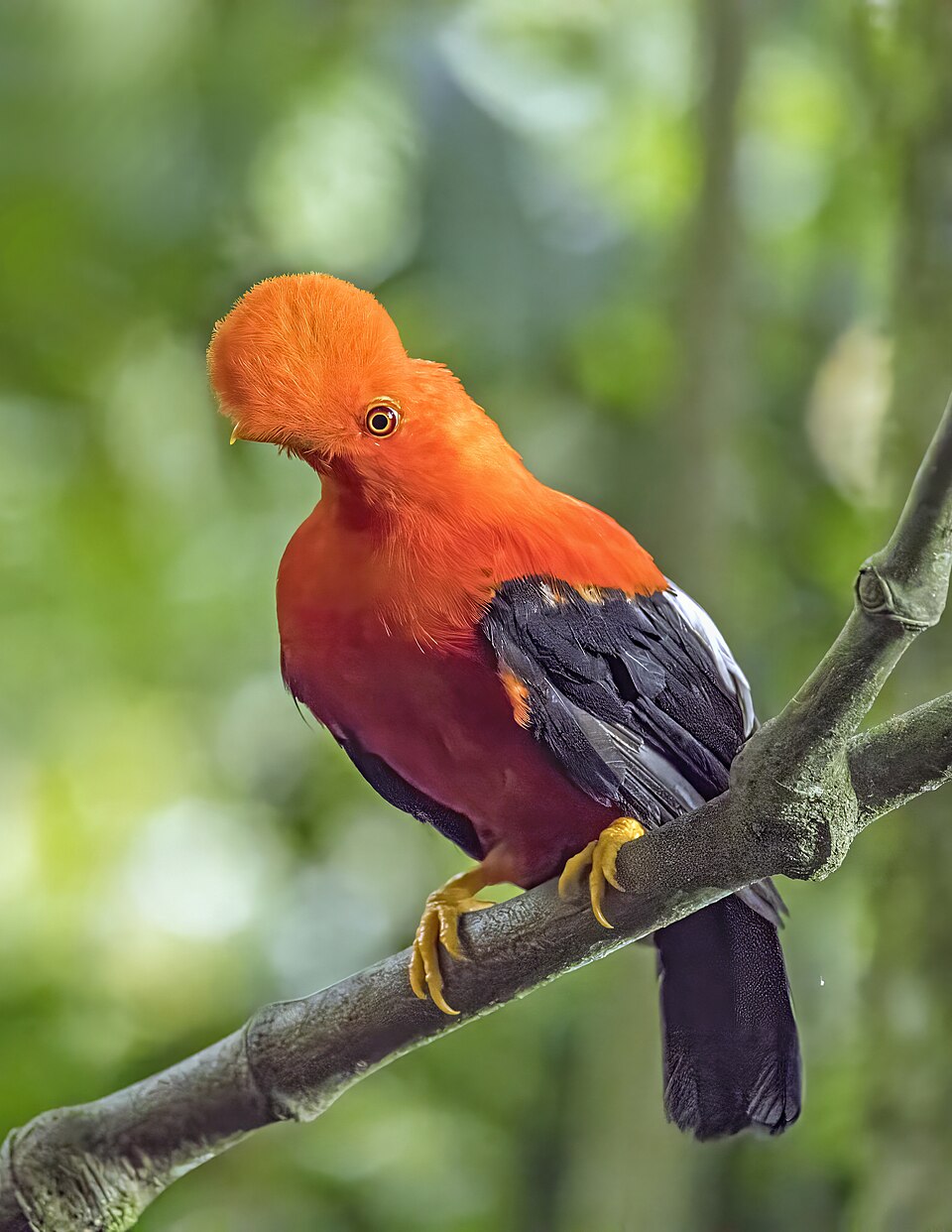 Andean Cock-of-the-rock