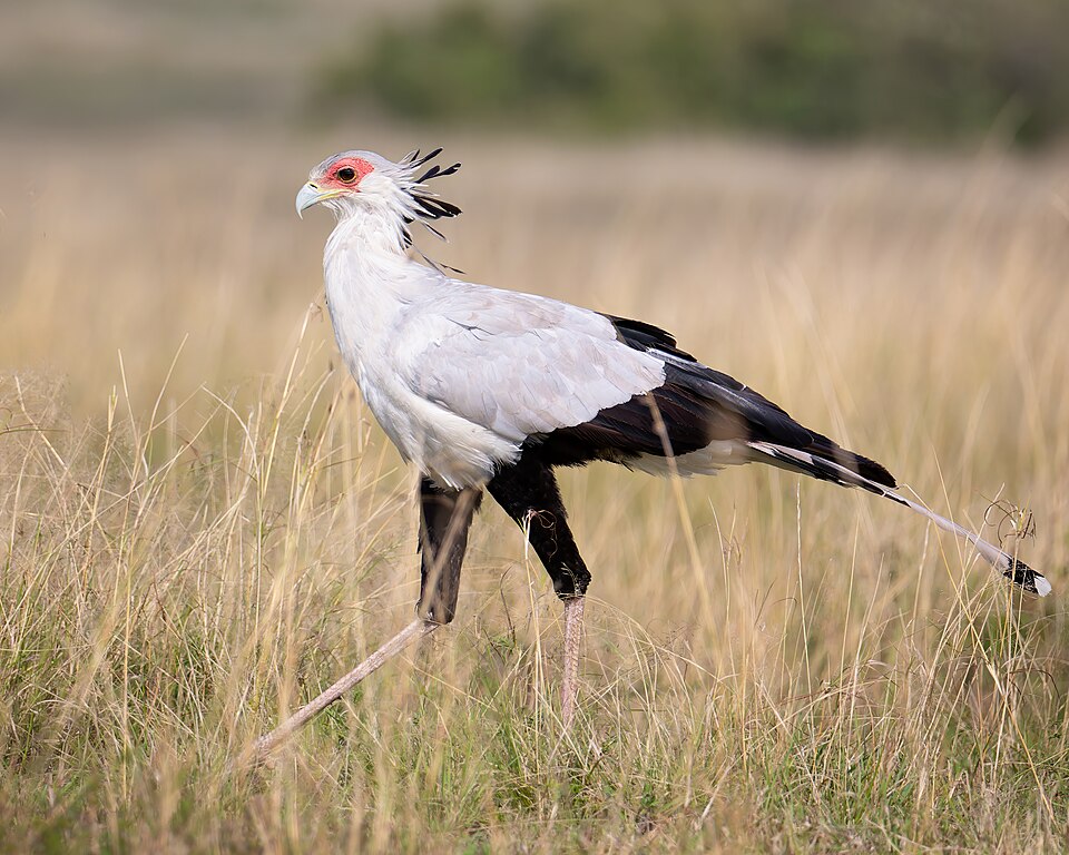Secretarybird