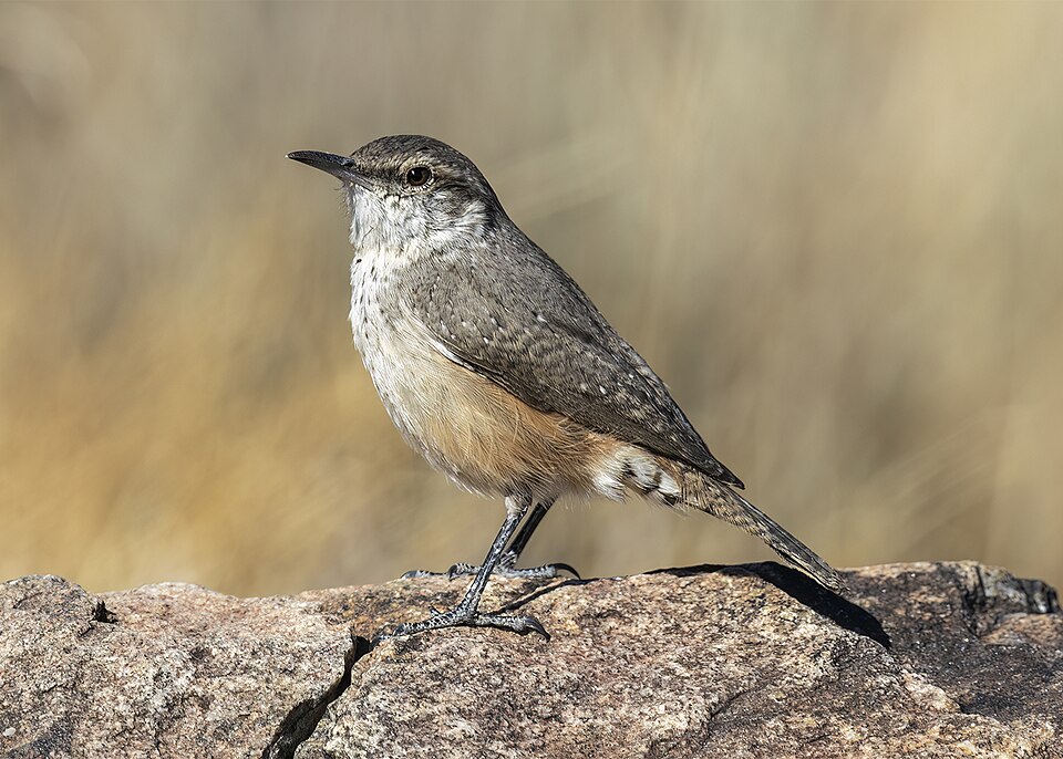 Rock Wren