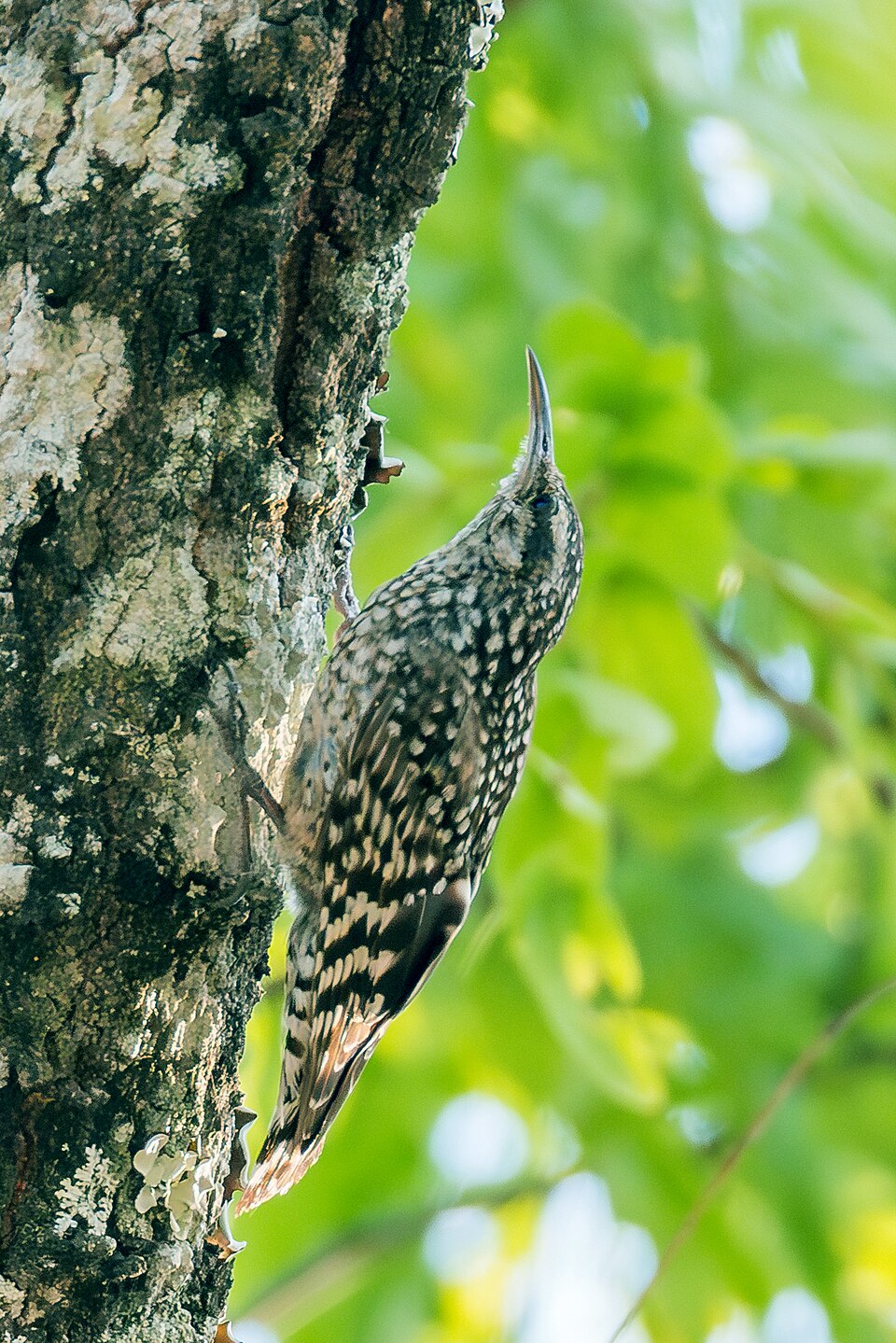 African Spotted Creeper