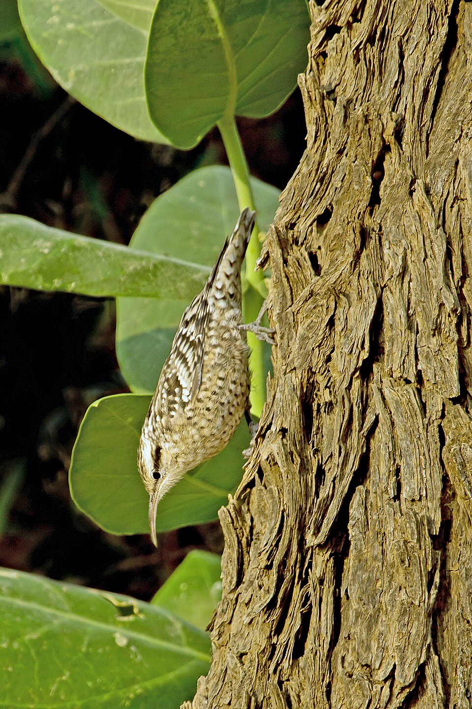 Indian Spotted Creeper