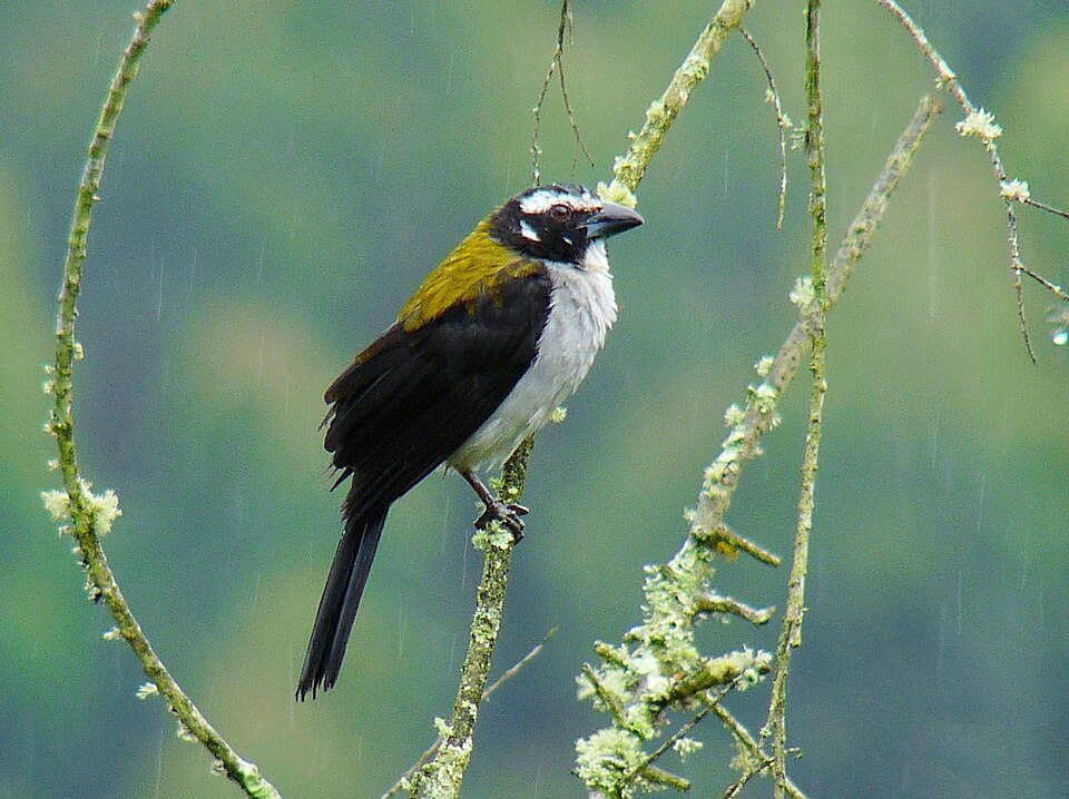 Black-winged Saltator