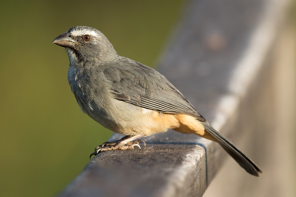 Blue-grey Saltator