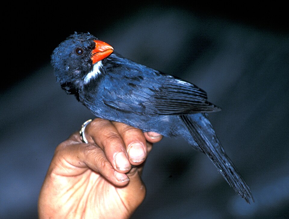 Slate-colored Grosbeak