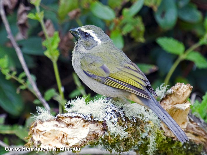 Thick-billed Saltator