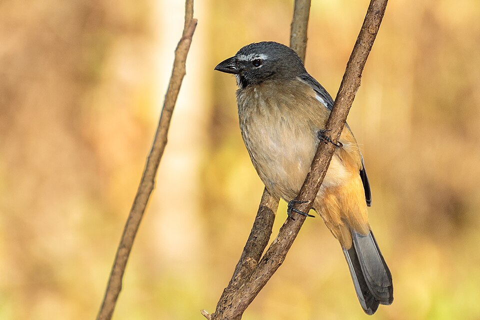 Olivaceous Saltator