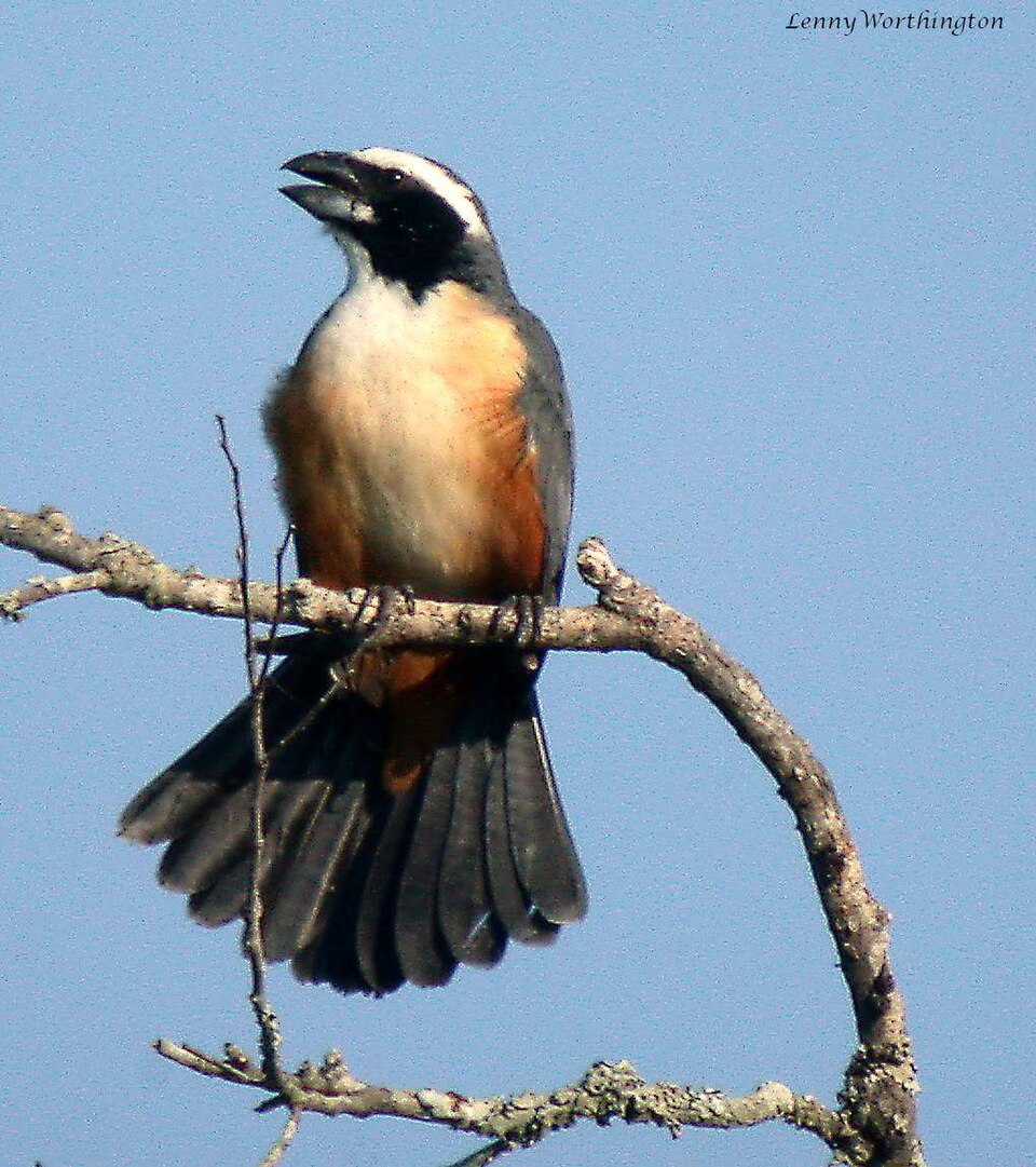 Orinoco Saltator