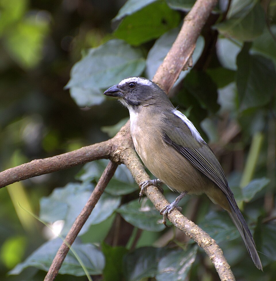 Green-winged Saltator