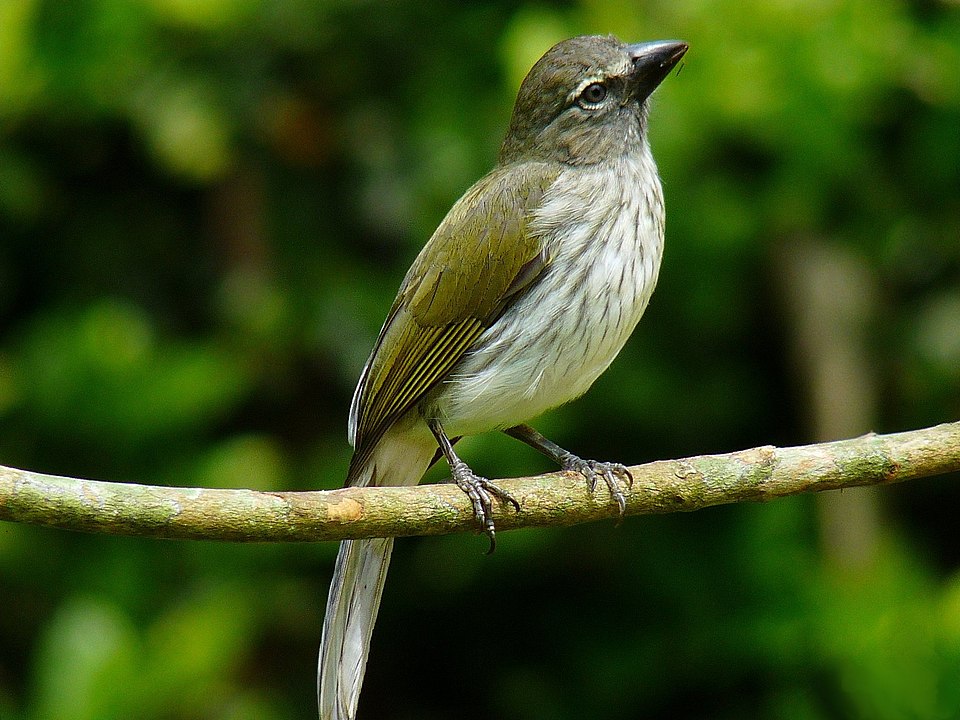 Streaked Saltator