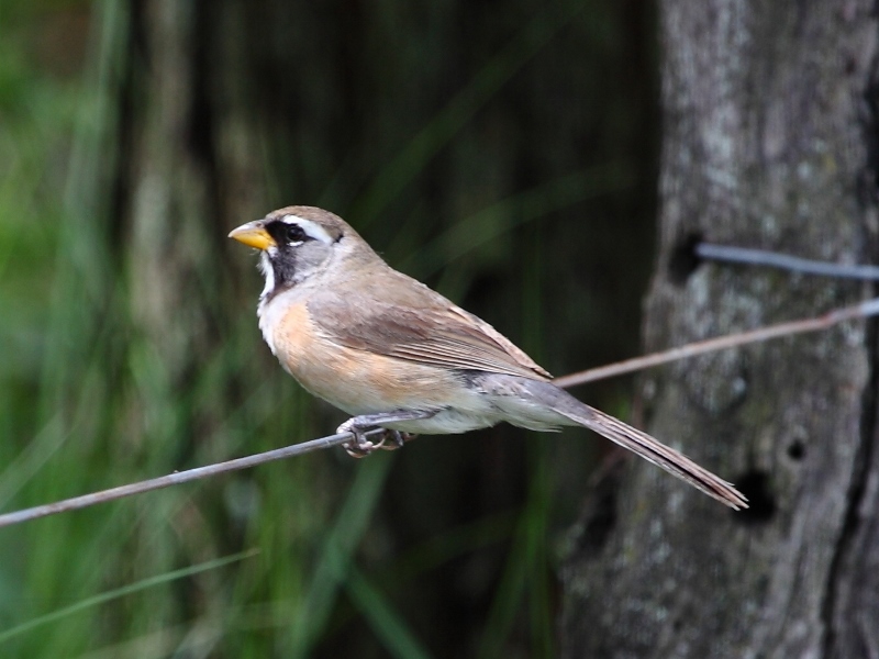 Many-colored Chaco Finch