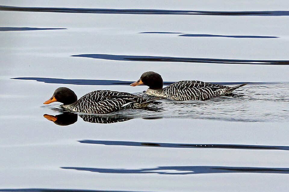 Salvadori's Teal
