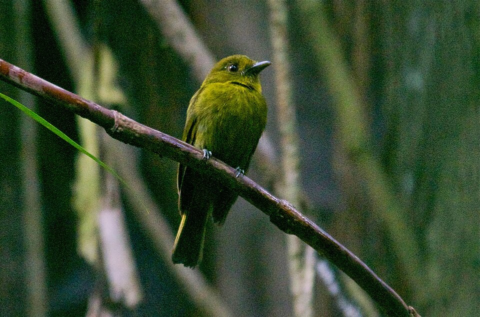 Sapayoa