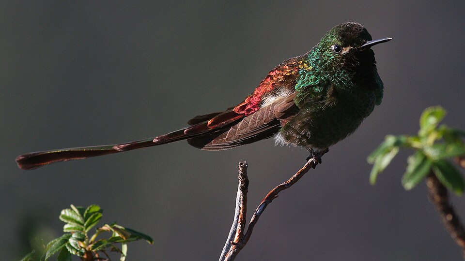 Red-tailed Comet