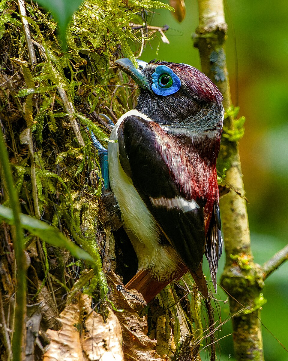 Visayan Broadbill