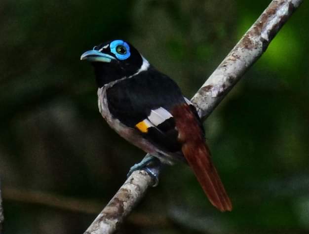 Wattled Broadbill