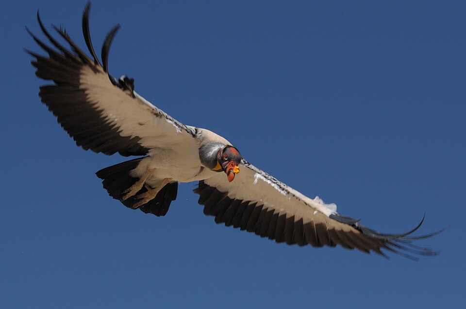 King Vulture