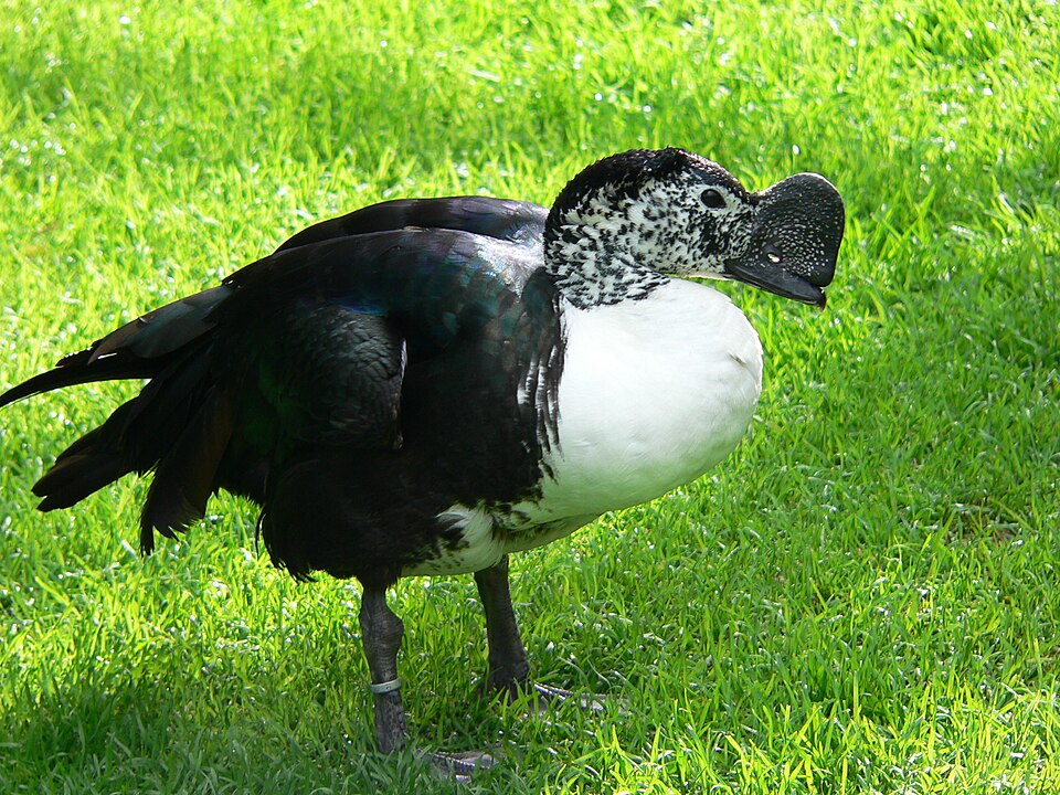 Comb Duck