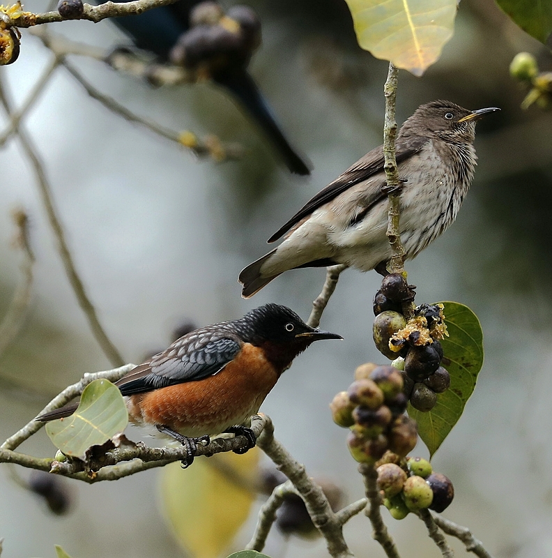 Spot-winged Starling