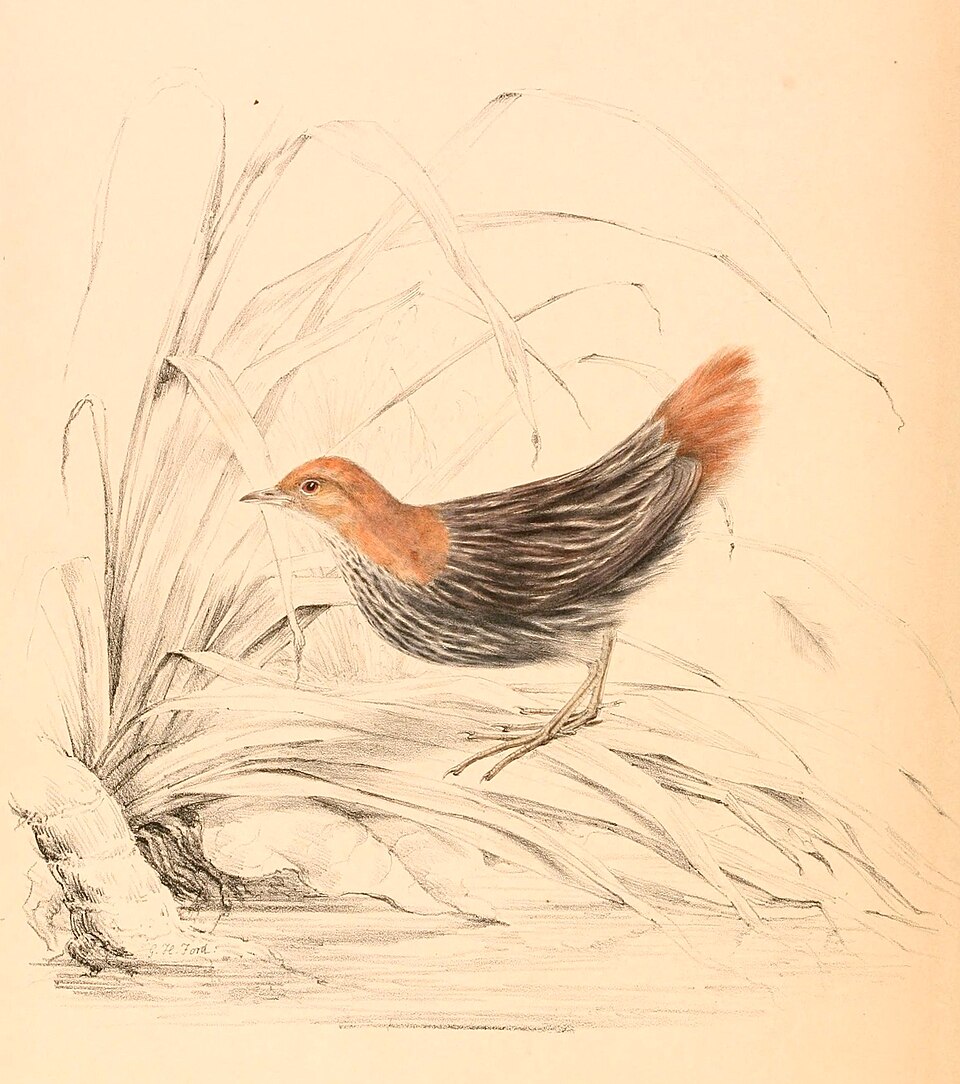 Striped Flufftail