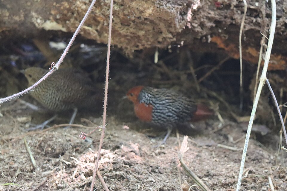 Madagascar Flufftail