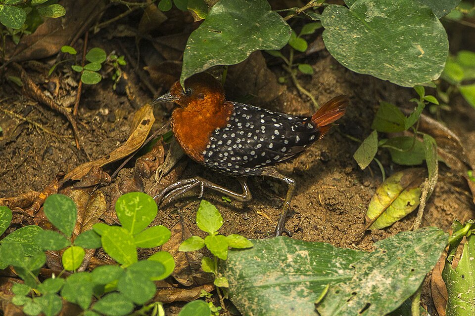 White-spotted Flufftail
