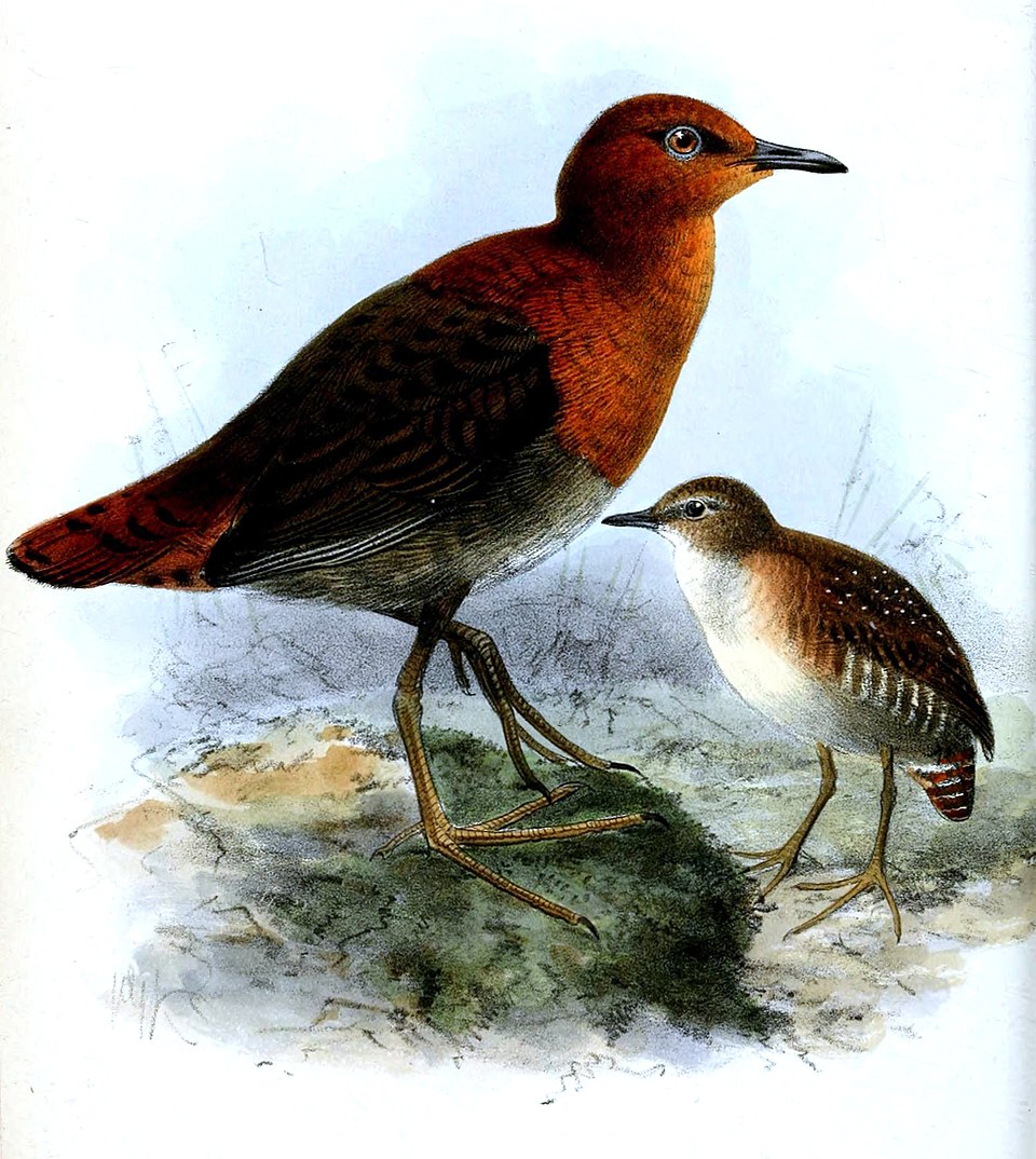 Slender-billed Flufftail